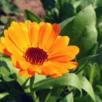 Calendulablüte