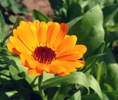 Calendulablüte