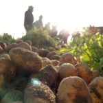 Original Berliner Bio-Bauerngarten-Kartofffeln