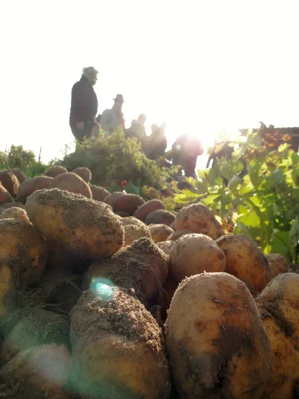 Original Berliner Bio-Bauerngarten-Kartofffeln