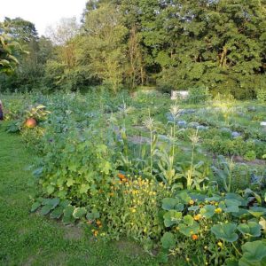 Hochsommer im Bauerngarten Havelmathen Berlin