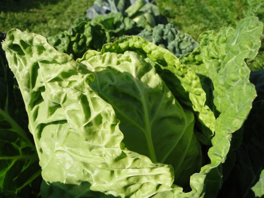 Wirsing und Weißkohl für die Gemüsepfanne » bauerngarten