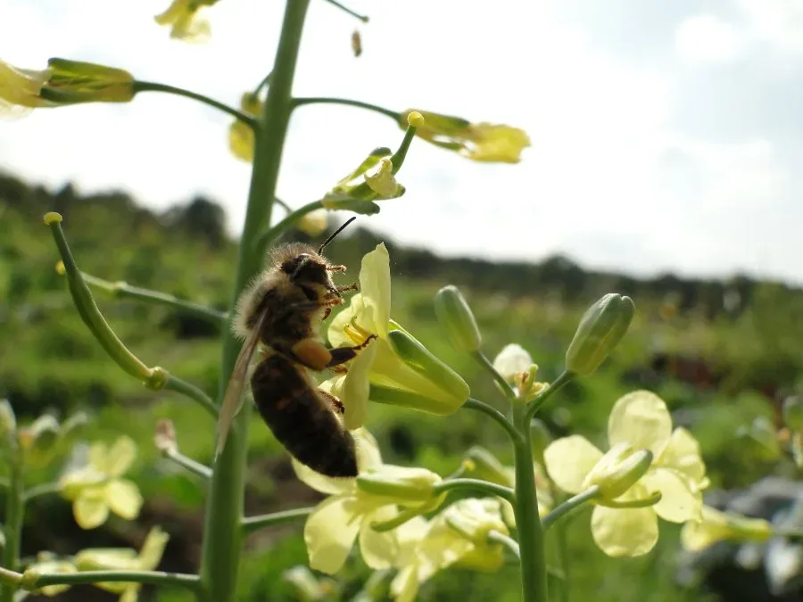 Ach ja, diese Bienchen …