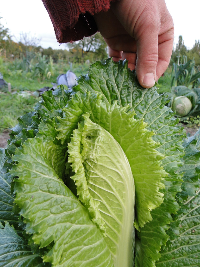 Chinakohl » bauerngarten