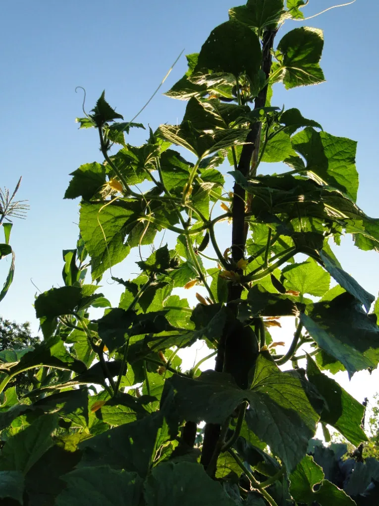 Ackerkurs Pankow – Fruchtgemüse im Freiland