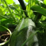 Zucchini nachhaltig