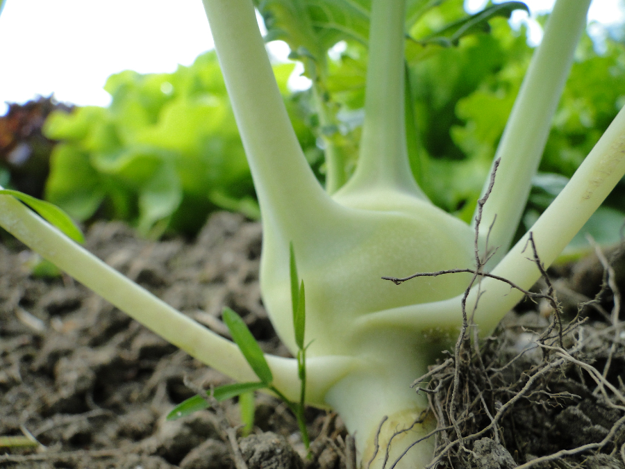 Kohlrabi Fraßschaden