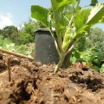 Pferdemist bauerngarten mit eimer