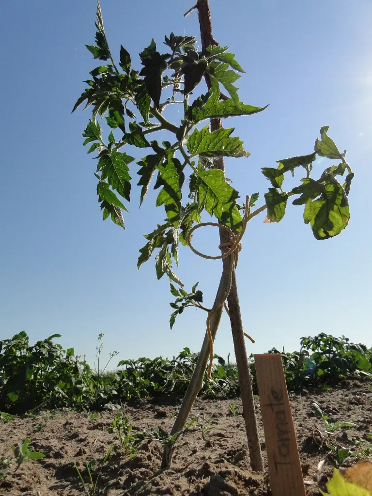 Das Ausgeizen der Tomaten