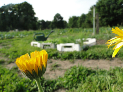 Jungpflanzen gießen Calendula