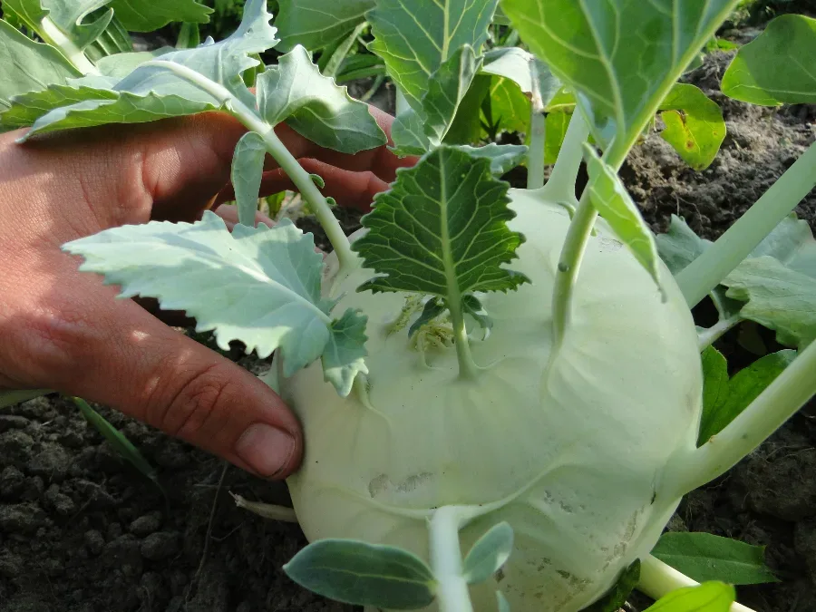 Kohlrabieernte die Zweite