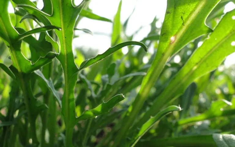 Rucola, Petersilie und Schnittlauch