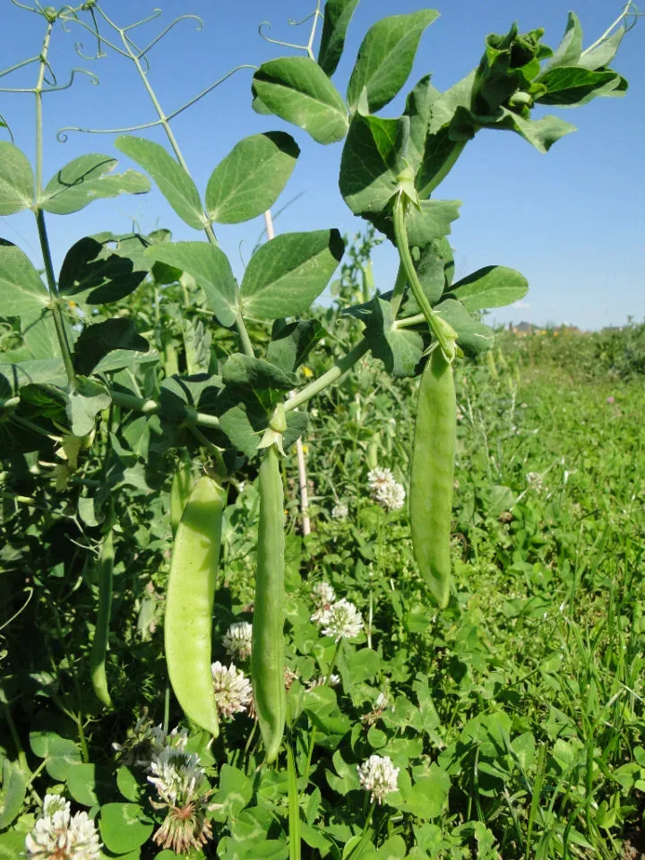 erbsen ernten