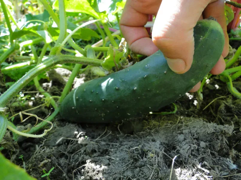 gurke ernten