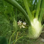 Fenchel