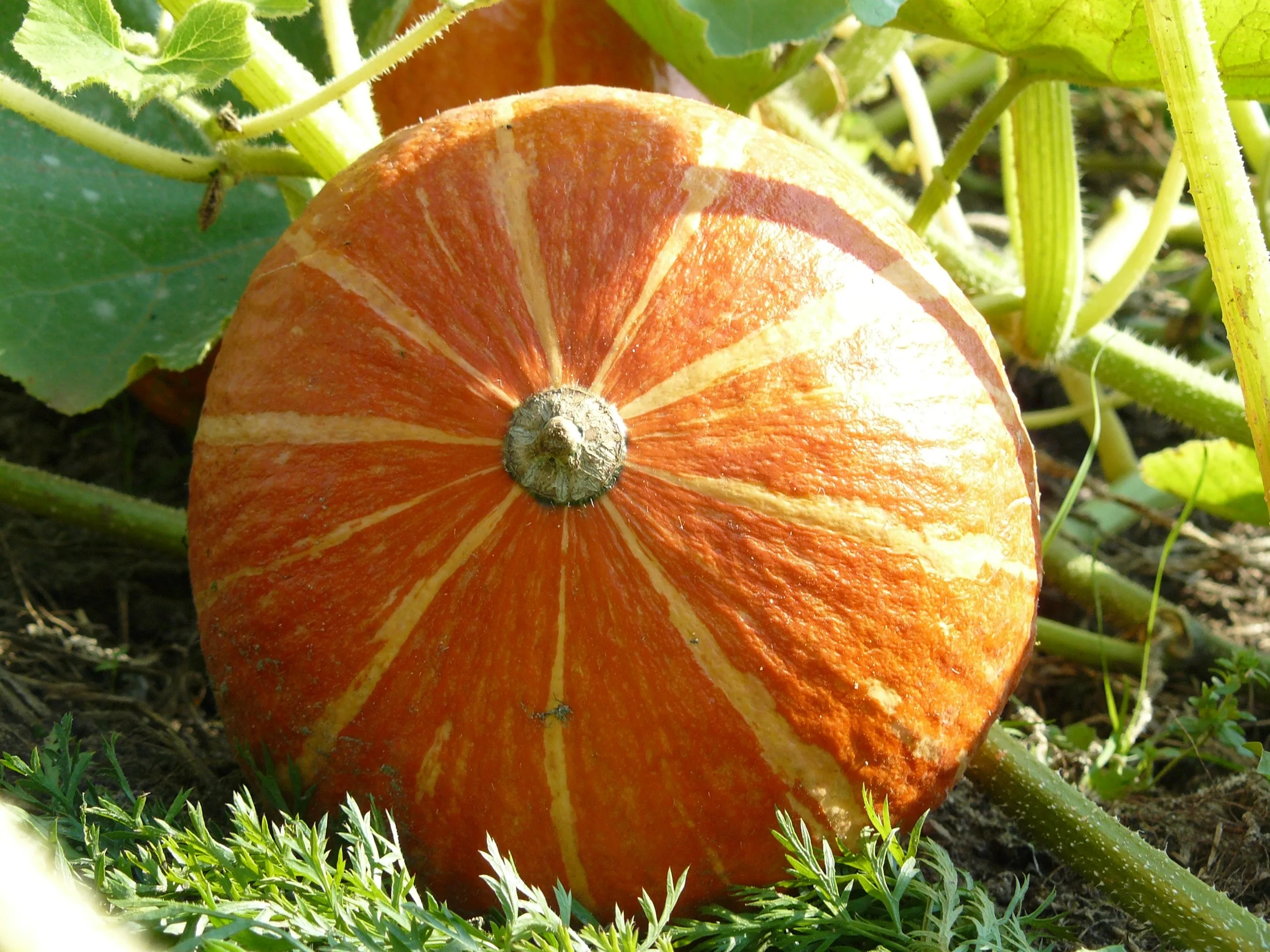 Kürbisse zum Selber ernten im Volkspark Pankow