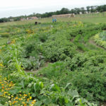 Gartenkreise Mette im Juli 2014