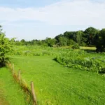 Havelmathen im Juli