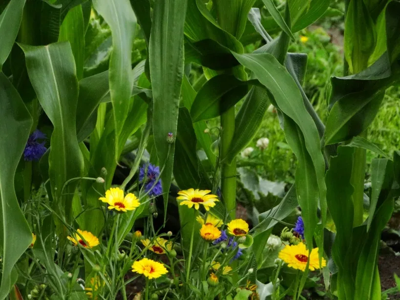 Nicht nur fürs Auge: Die Blumen blühen