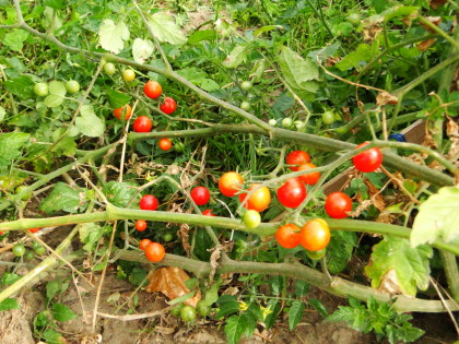 Tomaten Busch