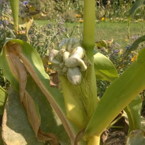 Außerirdischer Mais » bauerngarten
