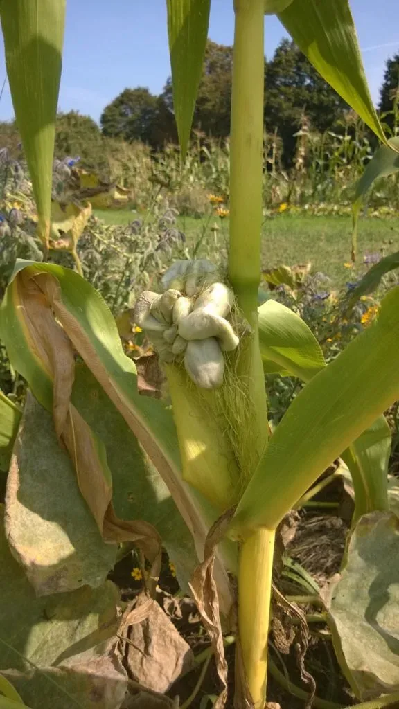 Maisbeulenbrand