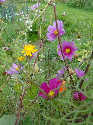 bauerngarten Herbstblumen