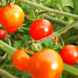 bauerngarten Rote Murmel Tomate