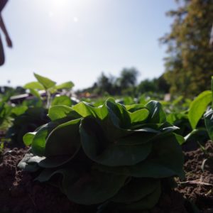 Salanova Salat ernten