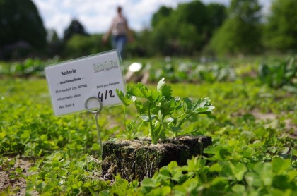 Mai Pankow Jungpflanzen Sellerie (2)
