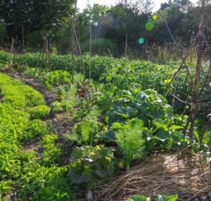 bauerngarten berlin im juni