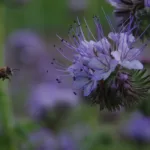 gartenparzelle in Berlin mit Biene
