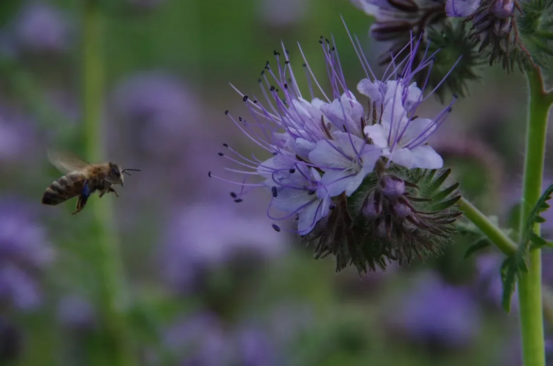 gartenparzelle in Berlin mit Biene