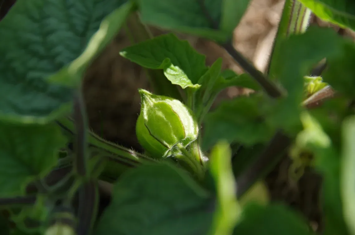 Physalis bildet Früchte