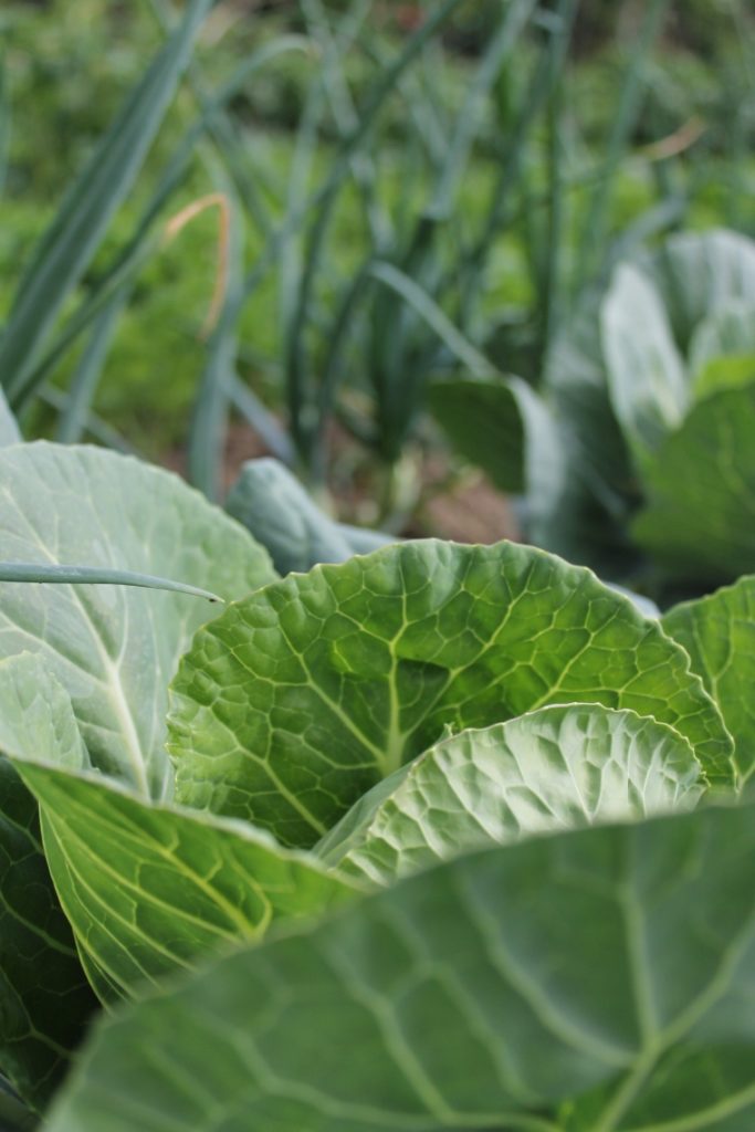 Kohl bald erntereif » bauerngarten