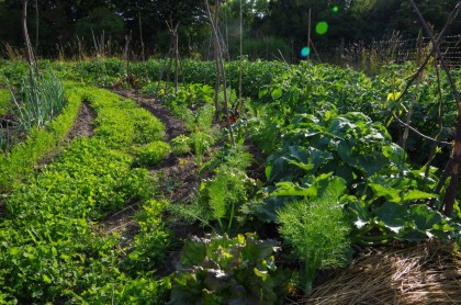 bauerngarten berlin mischkultur im juni