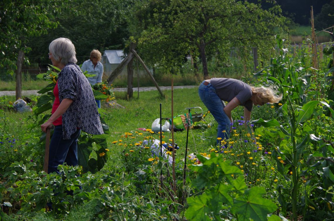 50+ Best Bilder Garten Arbeit - Tipps für die Gartenarbeit: So wird man Grasflecken los ... / Kartoffeln pflanzen, brennesseljauche herstellen, bärlauch.