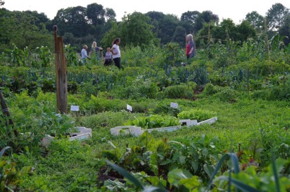 bauerngarten Havelmathen Juli Jungpflanzen Lieferung (3)