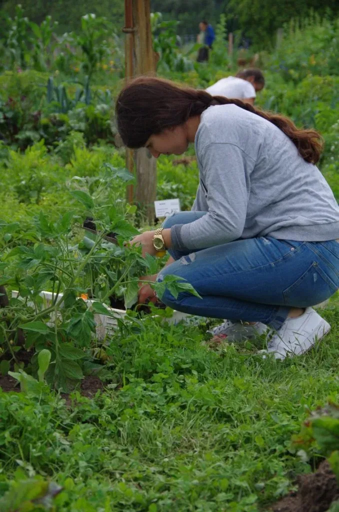 Die letzten Jungpflanzenlieferungen