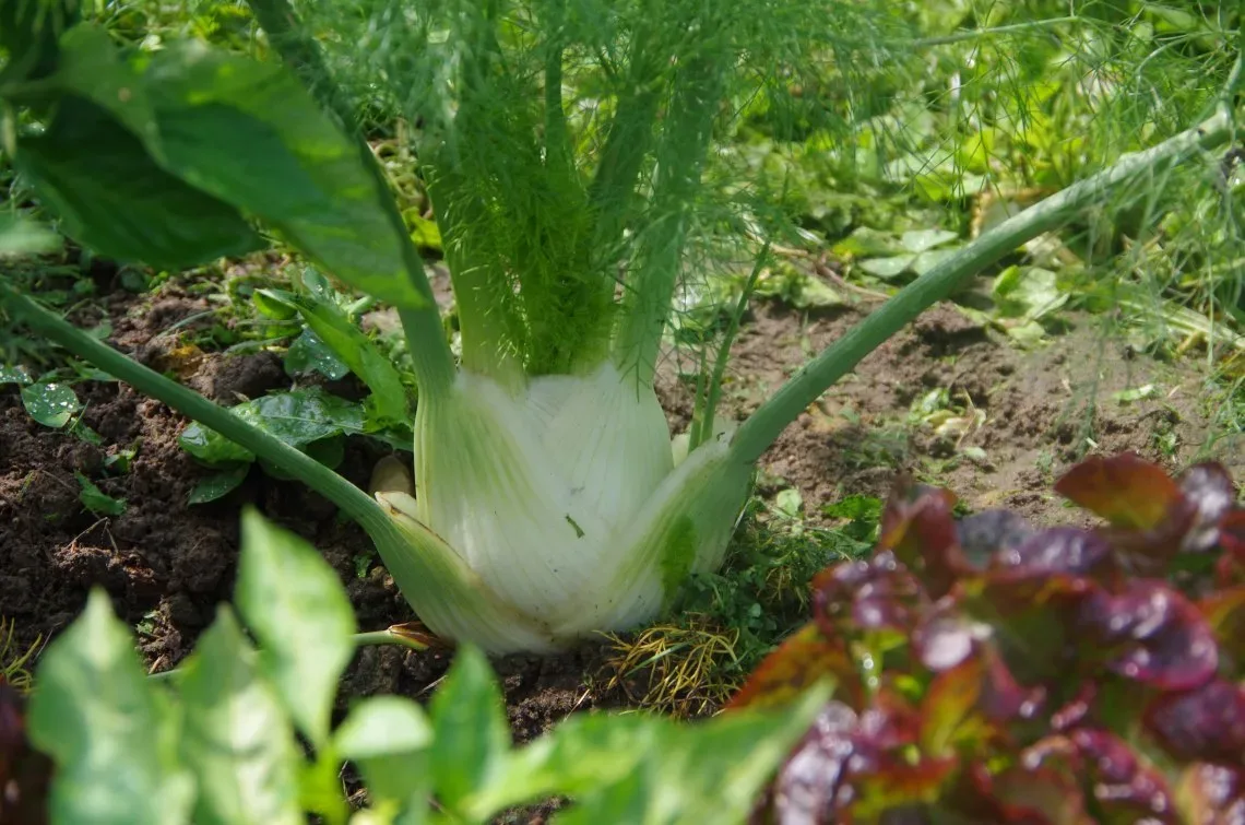 Fenchel ernten