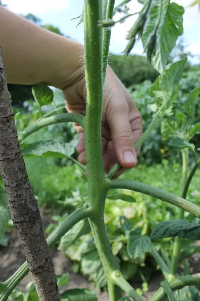 Anleitung zum Ausgeizen der Tomaten