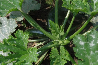bauerngarten Juli Zucchini (6)