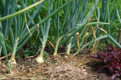 bauerngarten Juli Zwiebel (6)