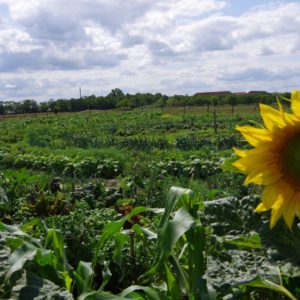 biogarten kreise weiter himmel über brandenburg