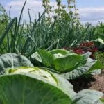 bauerngarten berlin im Juli