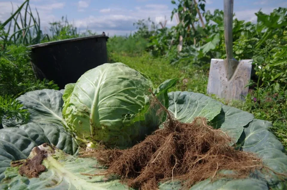 Erntet Kohl!