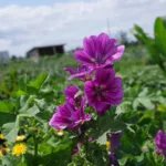 Malvenblüte im Juli in Mette