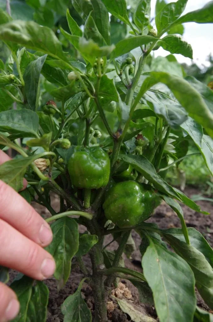 Paprika reift