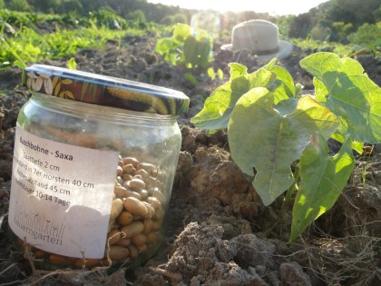 bauerngarten Saatgut Bohne Buschbohne