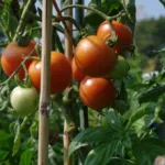 Tomaten
